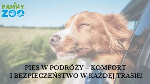 Pies w podróży - komfort i bezpieczeństwo w każdej trasie!