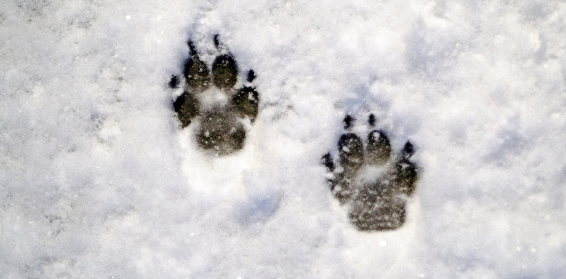 OCHRONA ŁAPEK ZWIERZĄT PODCZAS ZIMY - mini poradnik