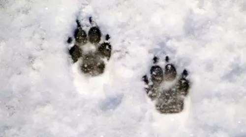 OCHRONA ŁAPEK ZWIERZĄT PODCZAS ZIMY - mini poradnik